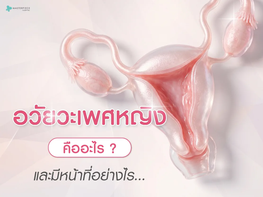 อวัยวะเพศหญิงคืออะไร และมีหน้าที่อย่างไร