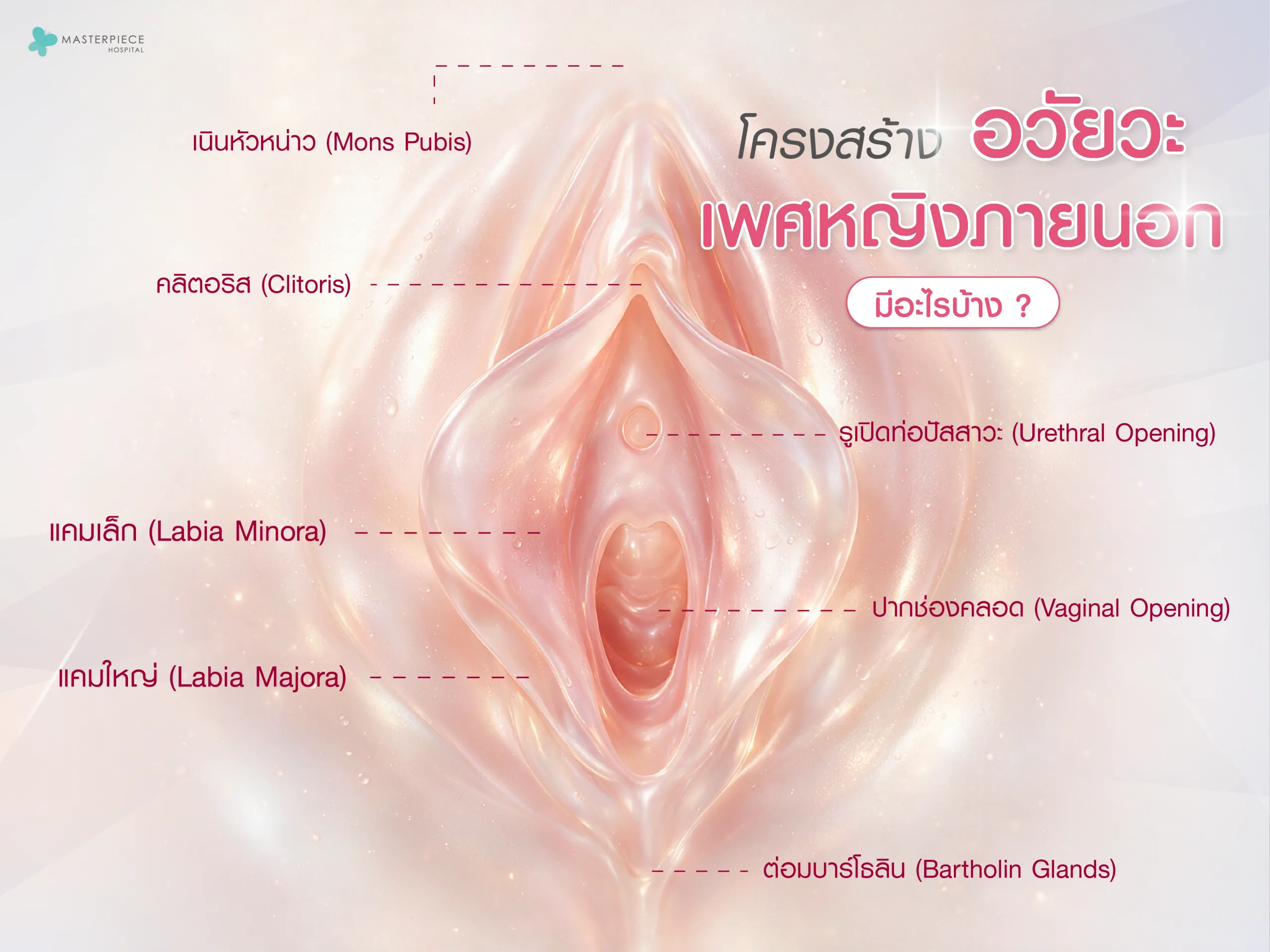 โครงสร้างอวัยวะเพศหญิงภายนอก มีอะไรบ้าง
