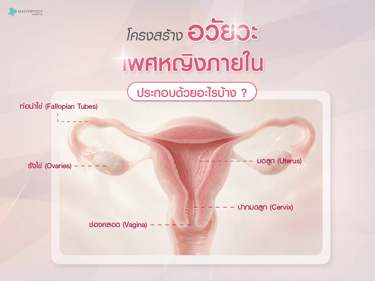 โครงสร้างอวัยวะเพศหญิงภายใน ประกอบด้วยอะไรบ้าง